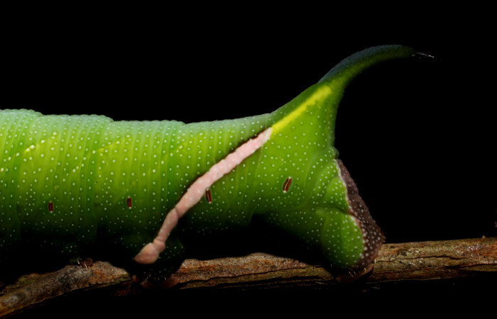 Fig.13. Larva de <i>Aellopos clavipes</i>  (Sphingidae), último estadío, 43mm de longitud, vista lateral atrás. Voucher: 12-SRNP-12002-DHJ497850.JPG