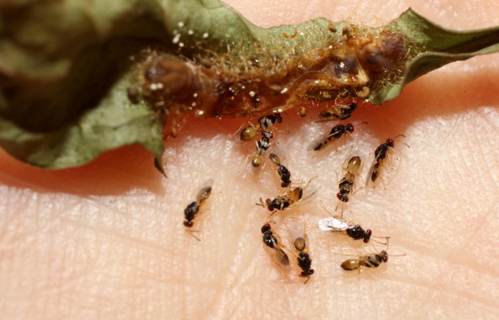 Fig.14. Avispas Eulophidae <i>Euplectrus paulheberti</i>  (Chalcidoidea) luego de eclosionadas. Parásitas de <i>Aellopos clavipes</i>  (Sphingidae). Voucher: 13-SRNP-10107-DHJ499049.jpg.