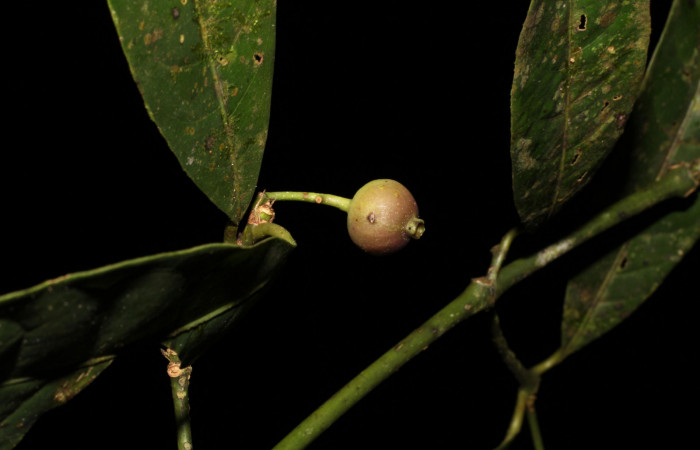Fig. 11 Fruto de <i>Faramea occidentalis</i> (Rubiaceae) Rio Chon Sector Del Oro; 05 de Noviembre 2019. Fotografía. Roster Moraga Medina.