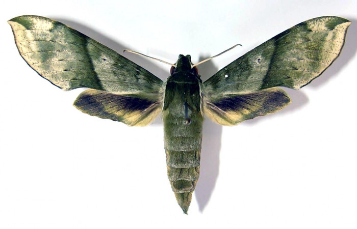 Fig. 1 Vista dorsal del macho <i>Xylophanes jocasta</i> (Sphingidae). (04-SRNP-22389-DHJ95112).