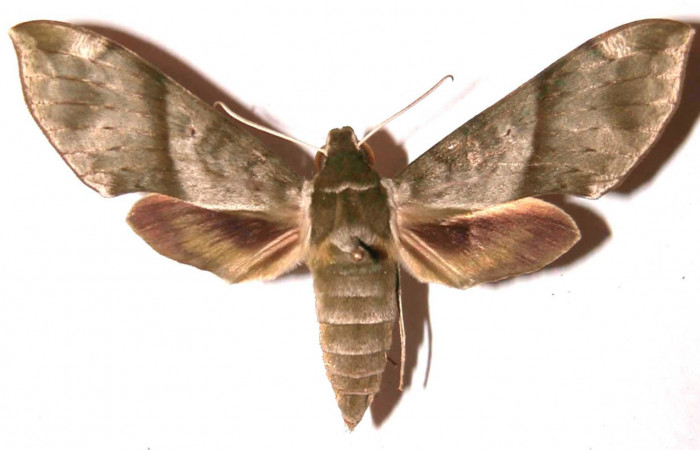 Fig. 3 Vista dorsal de la hembra <i>Xylophanes jocasta</i> (Sphingidae). (02-SRNP-15584-DHJ91388).