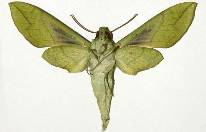 Fig. 5 vista ventral del macho <i>xylophanes tyndarus</i> (Sphingidae). (04-SRNP-22235-DHJ304389).