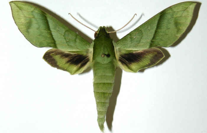 Fig. 6 Vista dorsal del macho <i>Xylophanes tyndarus</i> (Sphingidae). (04-SRNP-22235-DHJ304388).