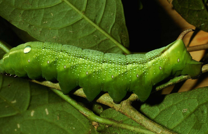 Fig. 7 Posición lateral de <i>Xylophanes jocasta</i> (Sphingidae). Sobre <i>Rudgea cornifolia</i> (Rubiaceae). (01-SRNP-2579-DHJ62796.jpg).