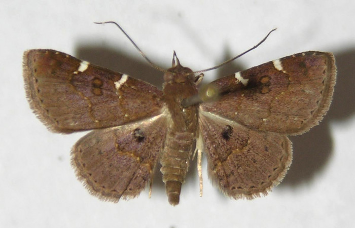 Fig. 3  Adulto <i>Antiblemma concinnula</i>  dorsal.  Macho. Voucher: 12-SRNP-75568-DHJ596798.jpg