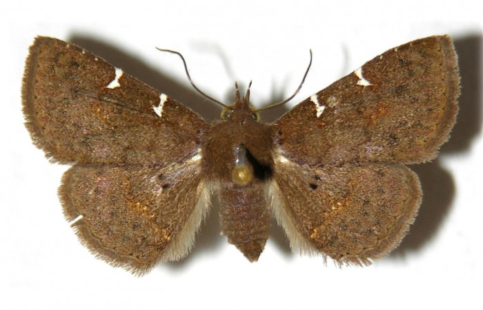 Fig. 5 Adulto <i>Antiblemma laranda</i>  dorsal. Hembra.  Voucher: 01-SRNP-6901-DHJ315370.jpg