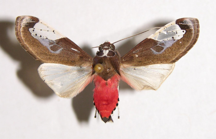 Fig. 1 Adulto vista dorsal macho <i>Bertholdia albipuncta</i> (Erebidae), mide 30mm Area Administrativa. Sector Santa Rosa, 295 m. 01-SRNP-17709-DHJ93254.