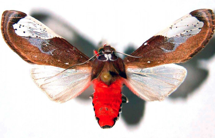 Fig. 3 Adulto vista dorsal hembra <i>Bertholdia albipuncta</i> (Erebidae), mide 30mm Vado Rio Cucaracho. Sector San Cristobal, 640 m. 97-SRNP-6013-DHJ39058.