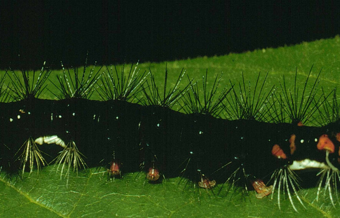 Fig. 5 Larva <i>Bertholdia albipuncta</i> (Erebidae), lateral entero Cafetal. Sector Santa Rosa, 280 m. 92-SRNP-2554-DHJ15417.