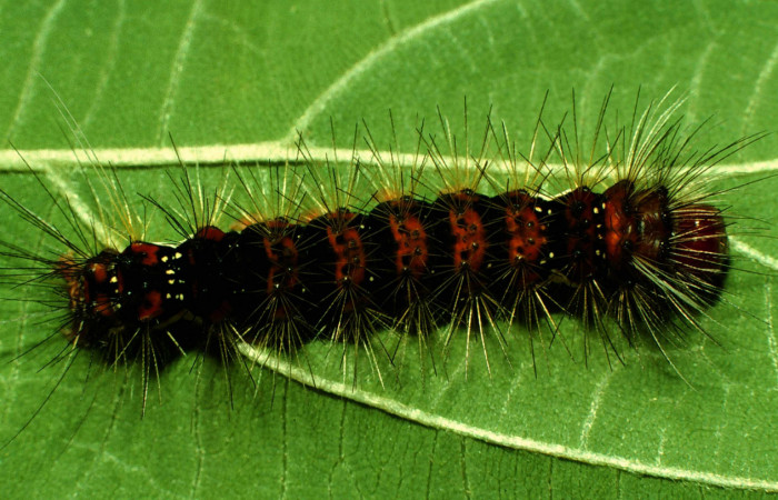 Fig. 6 Larva <i>Bertholdia albipuncta</i> (Erebidae),dorsal entero Vado Esteron. Sector Horizonte, 280 m. 97-SRNP-3312-DHJ42201.