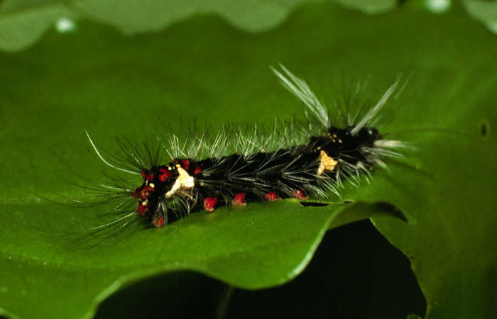 Fig. 7 Larva <i>Bertholdia albipuncta</i> (Erebidae), lateral entero Vado Esteron. Sector Horizonte, 280 m. 01-SRNP-698-DHJ57341.