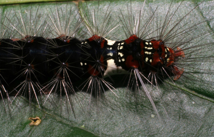 Fig. 8 Larva <i>Bertholdia albipuncta</i> (Erebidae), dorsal trasero Vado Esteron. Sector Horizonte, 280 m.06-SRNP-2244-DHJ410268.