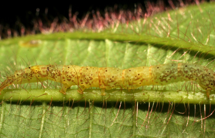 Fig.13  Larva <i>Antiblemma fuscireticulata</i> ,  parasitada  con larvas de Ceromya Janzen34, (Tachinidae) se pueden ver a travéz de la cuticula. Voucher: 06-SRNP-30360-DHJ409879.jpg