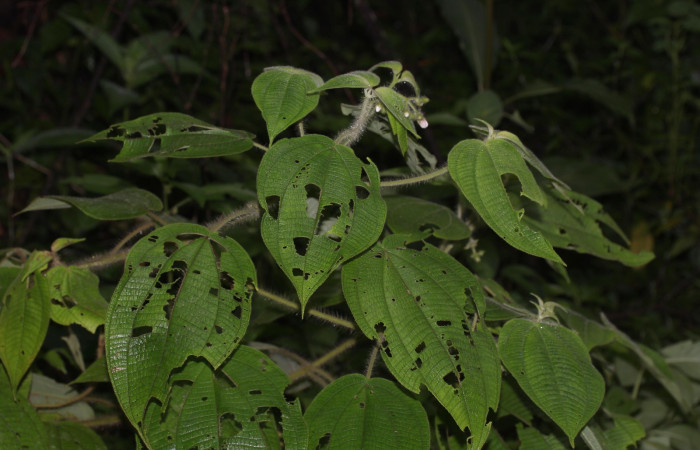 Fig.14 Habito de <i>Clidemia octona</i> planta hospedera de <i>Antiblemma fuscireticulata</i>