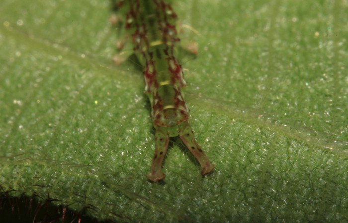 Fig.2  Larva <i>Antiblemma fuscireticulata</i> en último estadío mostrando la parte propatas.  Voucher: 14-SRNP-31654-DHJ721445.jpg