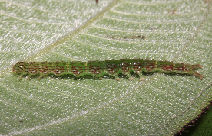 Fig.3 Larva <i>Antiblemma fuscireticulata</i> en último estadío mostrando la parte rombos laterales.  Voucher: 14-SRNP-31654-DHJ721440.jpg