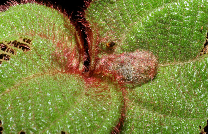 Fig. 6 Estructura de capullo de pupa <i>Antiblemma fuscireticulata</i> , Voucher: 05-SRNP-34866-DHJ420509.jpg