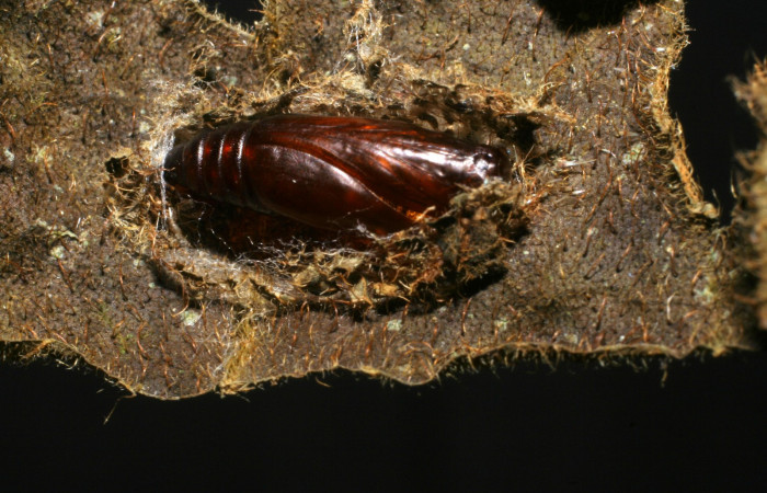 Fig. 7  Pupa <i>Antiblemma fuscireticulata</i>, Voucher: 07-SRNP-65530-DHJ436960.JPG