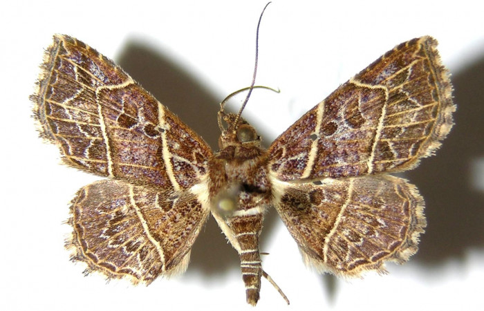 Fig.8 Adulto<i>Antiblemma fuscireticulata</i>  dorsal. Hembra. Voucher: 05-SRNP-34800-DHJ328188.jpg