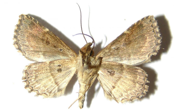 Fig.9 Adulto <i>Antiblemma fuscireticulata</i>  ventral. Hembra. Voucher: 05-SRNP-34800-DHJ328189.jpg