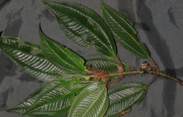 Fig15 <i>Miconia lacera</i> follaje, de planta hospedera de <i>Antiblemma fuscireticulata</i>