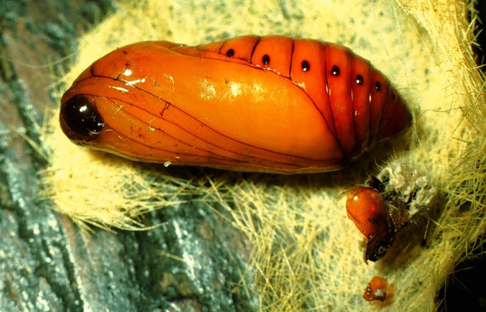 Fig. 12 Pupa lateral entero <i>Lophocampa citrina</i>. Voucher: 96-SRNP-8812-DHJ28344.jpg.
