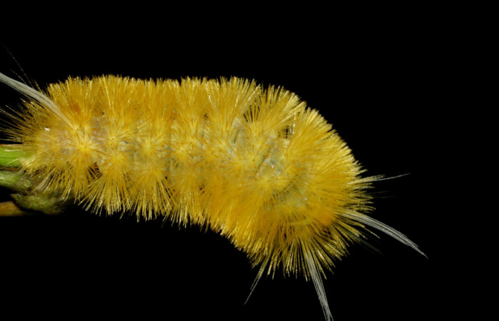 Fig. 7 Larva <i>Lophocampa citrina</i>, mostrando la parte lateral entero. Voucher: 07-SRNP-61032-DHJ435220.jpg.