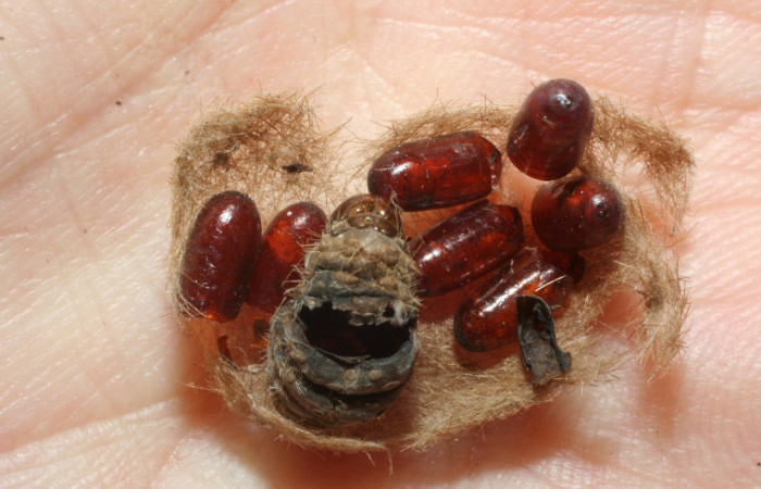 Fig. 9 Puparios de la familia Tachinidae <i>Carcelia </i>flavirostrisDHJ14, parásito de la larva <i>Lophocampa citrina</i>. Voucher: 07-SRNP-58230-DHJ462007.jpg.