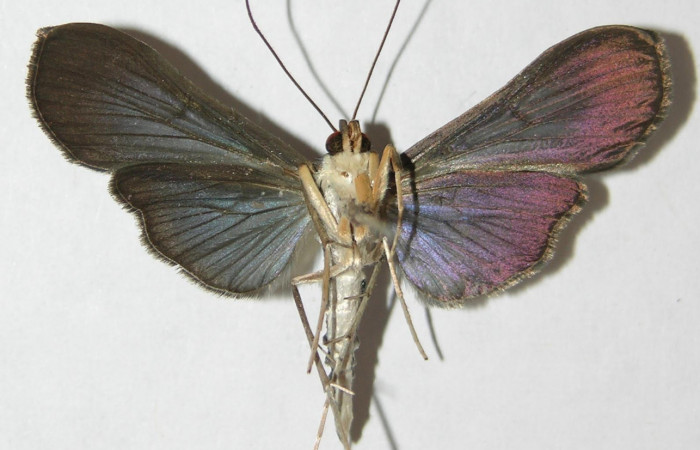 Fig.2 Vista Ventral, macho <i>Phostria latiapicalis</i> (Crambidae), eclosionó 06 Marzo 2009, Sector Pitilla, Sendero Naciente, 700mts. (09-SRNP-31232-DHJ508211.jpg.).