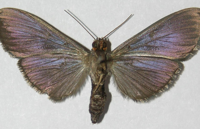 Fig.4 Vista dorsal, <i>Phostria metalobalis</i> (Crambidae), eclosionó 15 Noviembre 2009, Sector Del Oro, Quebrada Lajosa , 400mts.(09-SRNP-23138-DHJ525889.jpg).
