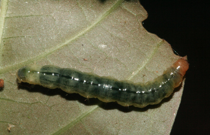 Fig.5 Vista dorsal, <i>Phostria latiapicalis</i> (Crambidae), se colectó 30 Enero 2012, Sector San Cristóbal, Puente Palma, 460mts. (12-SRNP-361-DHJ487067.jpg.).