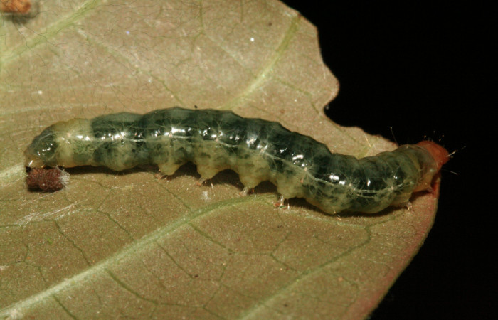 Fig.6 Vista lateral, <i>Phostria latiapicalis</i> (Crambidae), se colectó 30 Enero 2012, Sector San Cristóbal, Puente Palma, 460mts. (12-SRNP-361-DHJ487068.jpg).