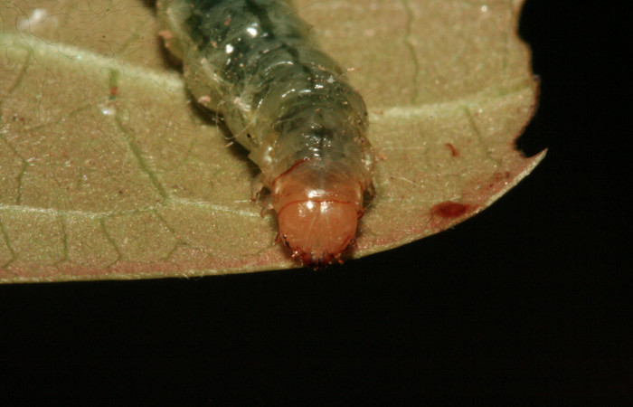 Fig.7 Vista Frontal, <i>Phostria latiapicalis</i> (Crambidae), se colectó 30 Enero 2012, Sector San Cristóbal, Puente Palma, 460mts, (12-SRNP-361-DHJ487070.jpg).