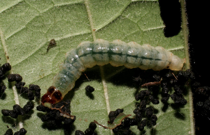 Fig.9 Vista dorsal, <i>Phostria metalobalis</i> (Crambidae), se colectó 11 Julio 2007, Sector Del Oro, Quebrada Tigral, 290mts, (07-SRNP-22477-DHJ426537.jpg).