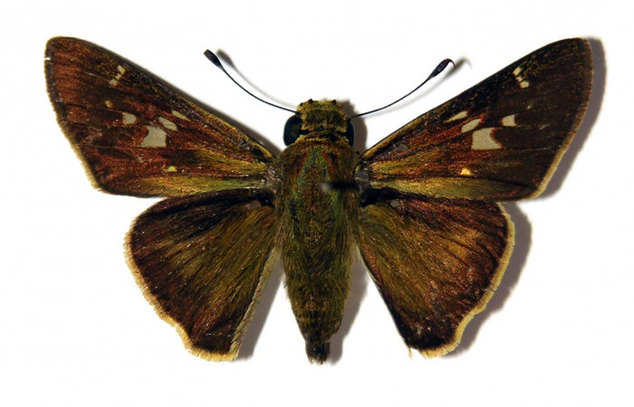 Figura 1. Adulto de <i>Nyctelius</i> nycteliusDHJ02 (macho), vista dorsal. (03-SRNP-3185-DHJ97994).