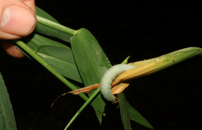 Figura 6. Larva <i>Nyctelius nyctelius</i>, Hesperiidae, vista dorsal. (05-SRNP-32742-DHJ404868).