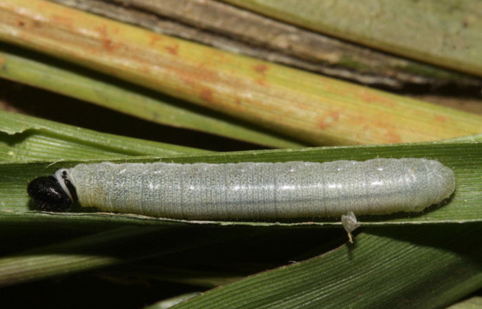 Figura 10. Larva <i>Nyctelius</i> nycteliusDHJ01, Hesperiidae, vista dorsal. (15-SRNP-31594-DHJ728433).