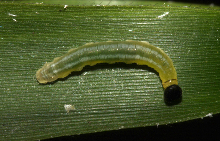Figura 12. Larva <i>Nyctelius</i> nycteliusDHJ02, Hesperiidae, vista dorsal. (15-SRNP-31710-DHJ728543).