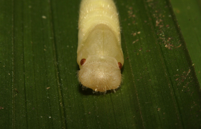 Figura 14. Pupa de <i>Nyctelius</i> nycteliusDHJ02, vista dorsal, de frente de cabeza. (15-SRNP-31710-DHJ728680).