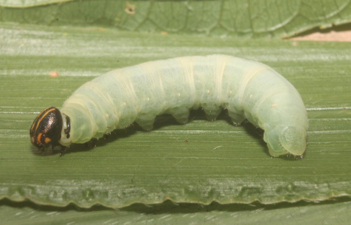 Figura 13. Larva <i>Nyctelius</i> nycteliusDHJ02, Hesperiidae, vista dorsal. (15-SRNP-75742-DHJ716247).