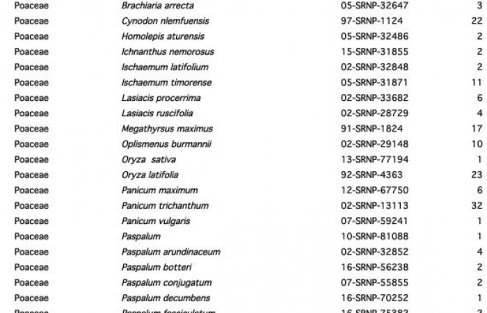 Figura 5. planta hospederas de familia (Poaceae), donde se alimenta la larva <i>Nyctelius nyctelius</i>, (Hesperiidae). prefiriendo <i>Panicum trichanthum</i>, con una cantidad de 32 récords.