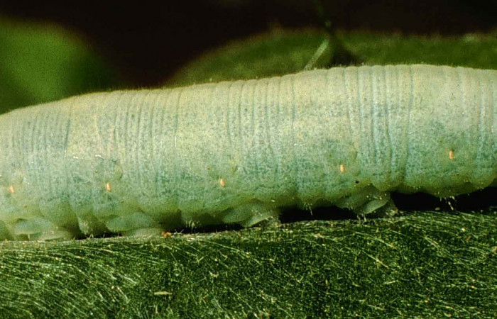 Figura 11. Larva <i>Nyctelius</i> nycteliusDHJ01, Hesperiidae, vista dorsal (98-SRNP-6029-DHJ45674).