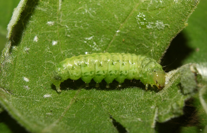 Fig 5. Prepupa de larva <i>Conchylodes arcifera</i> lateral entero.    Voucher 19-SRNP-70210- DHJ750514.