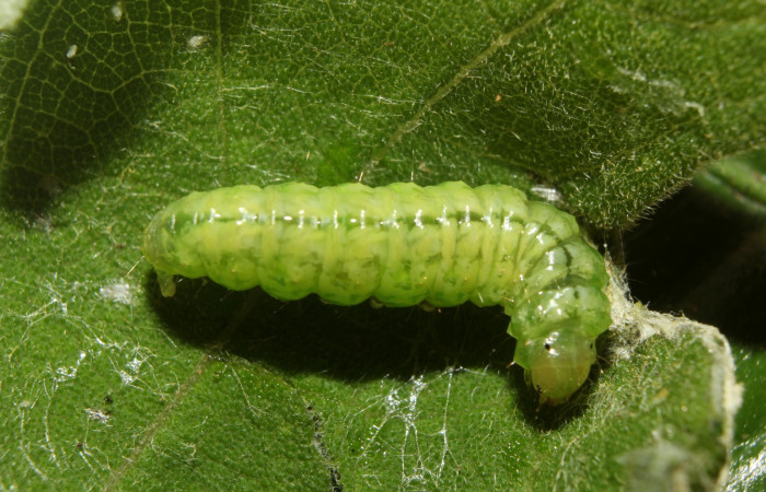 Fig. 2. Larva <i>Conchylodes arcifera</i> dorsal entero se encuentra en estado de prepupa.  Voucher 19-SRNP-70210- DHJ750515