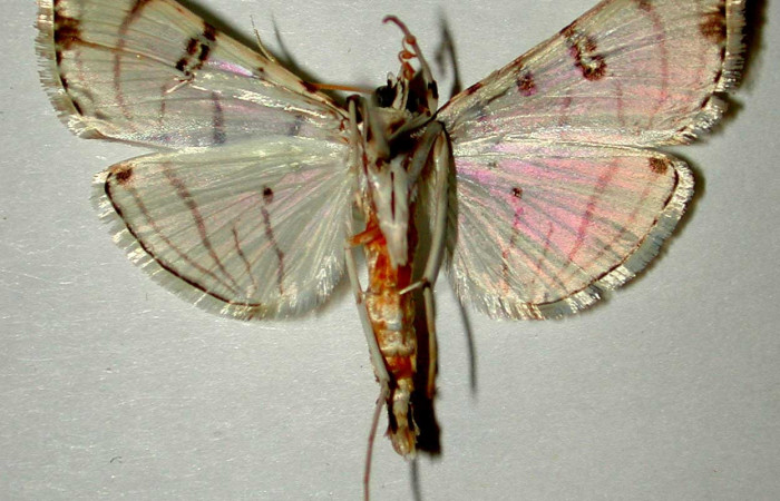 Fig 8. Adulto <i>Conchylodes arcifera</i> vista ventral (macho) mide 30 mm.   Voucher 92-SRNP-2337-DHJ33441.