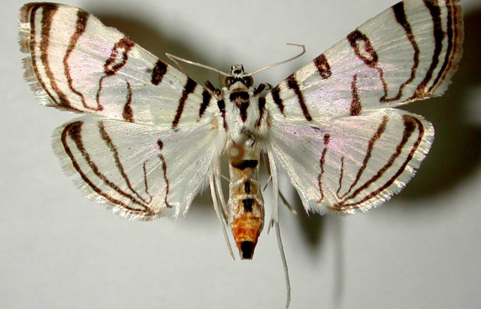 Fig 9. Adulto <i>Conchylodes arcifera</i> vista dorsal, mide 28 mm. Voucher 98-SRNP-5152-DHJ33442.