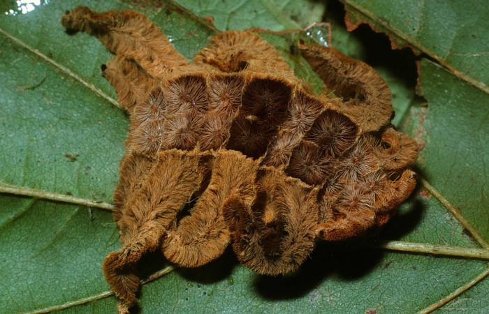 Figura 4. Larva <i>Phobetron hipparchia</i> (Limacodidae), último estadío (U) vista dorsal, localidad Loaciga, Sector Pitilla ACG (445m). Voucher: 03-SRNP-37049-DHJ80218.jpg.