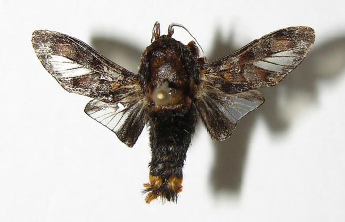 Figura 22. Adulto de <i>Phobetron</i> hipparchiaDHJ02 (Limacodidae), macho vista dorsal, localidad Bosque San Emilio, Sector Santa Rosa ACG (300m). Voucher: 04-SRNP-13937-DHJ337118.jpg.