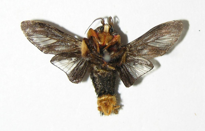 Figura 23. Adulto de <i>Phobetron</i> hipparchiaDHJ02 (Limacodidae), macho vista ventral, localidad Bosque San Emilio, Sector Santa Rosa ACG (300m). Voucher: 04-SRNP-13937-DHJ337119.jpg.