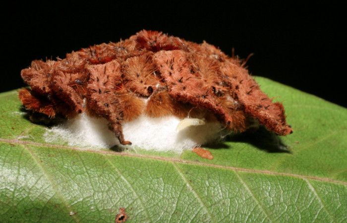 Figura 12. Larva <i>Phobetron hipparchia</i> (Limacodidae), vista capullos de parásitos Lathrapanteles Whitfield175 (Braconidae), localidad Sendero Platanal, Sector Rincón Rain Forest ACG (335m). Voucher: 06-SRNP-42199-DHJ416938.jpg.